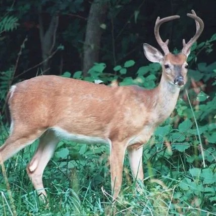 thumbnail for publication: If Foot-and-Mouth Disease Came to Florida: Potential Impact on White-tailed Deer in Florida